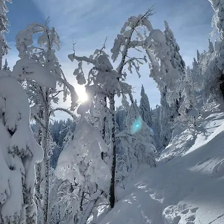 Feldberg, direkt an der Skipiste, urgemütliche Stube9 Feldberg  Exterior foto